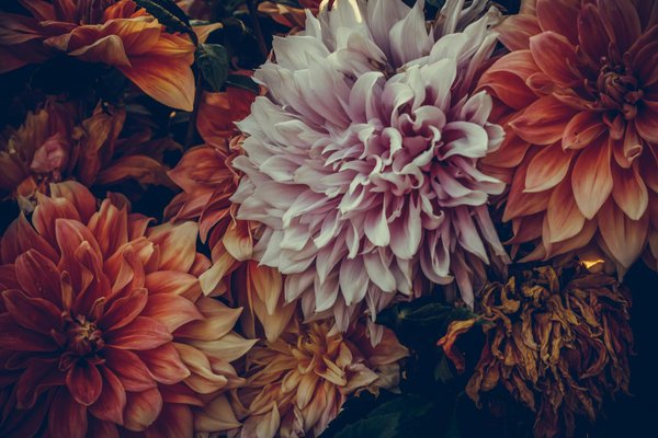 Welche Pflanzen eignen sich fÃ¼r die Dekoration von InnenrÃ¤umen?